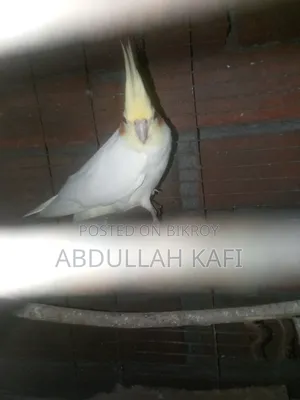 Running Cockatiel Pair
