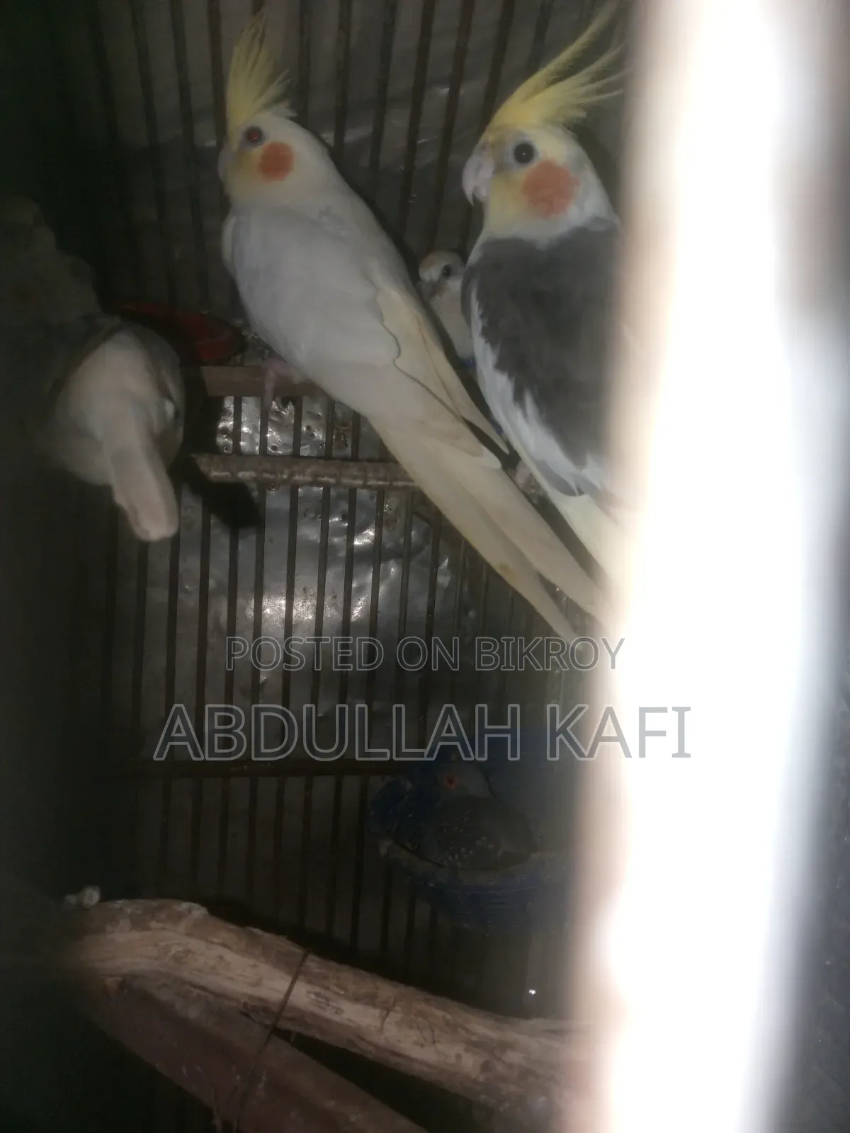 Running Cockatiel Pair