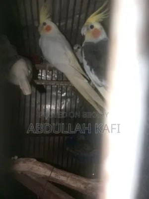 Running Cockatiel Pair