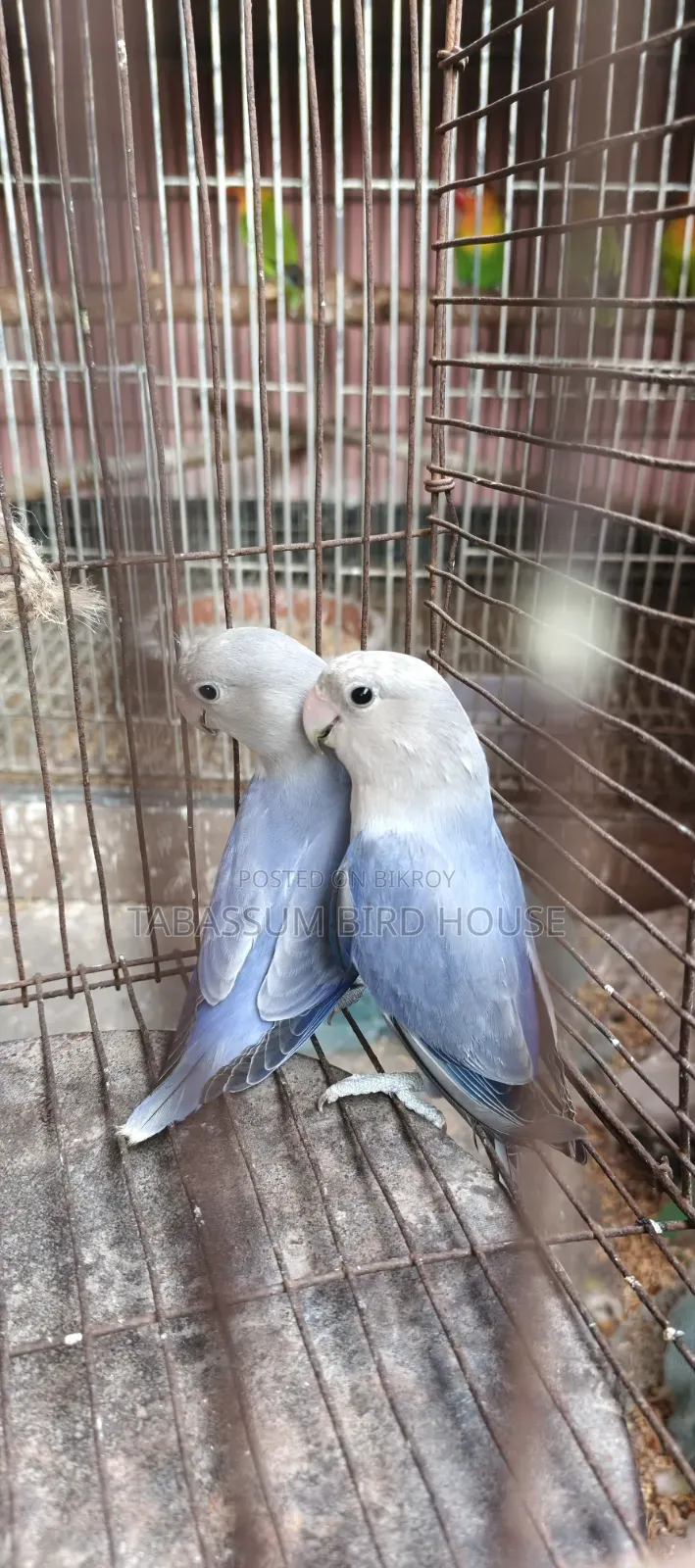 লাভ বার্ড পাখি