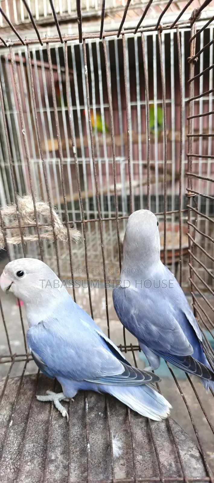 লাভ বার্ড পাখি