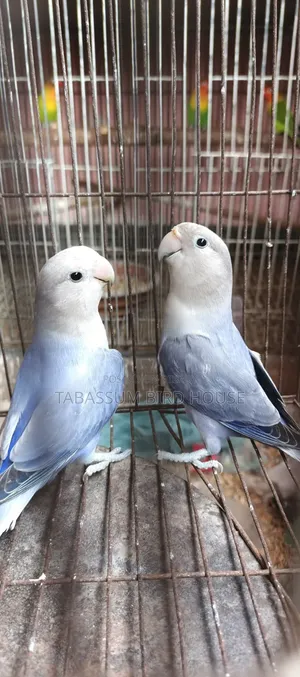 লাভ বার্ড পাখি