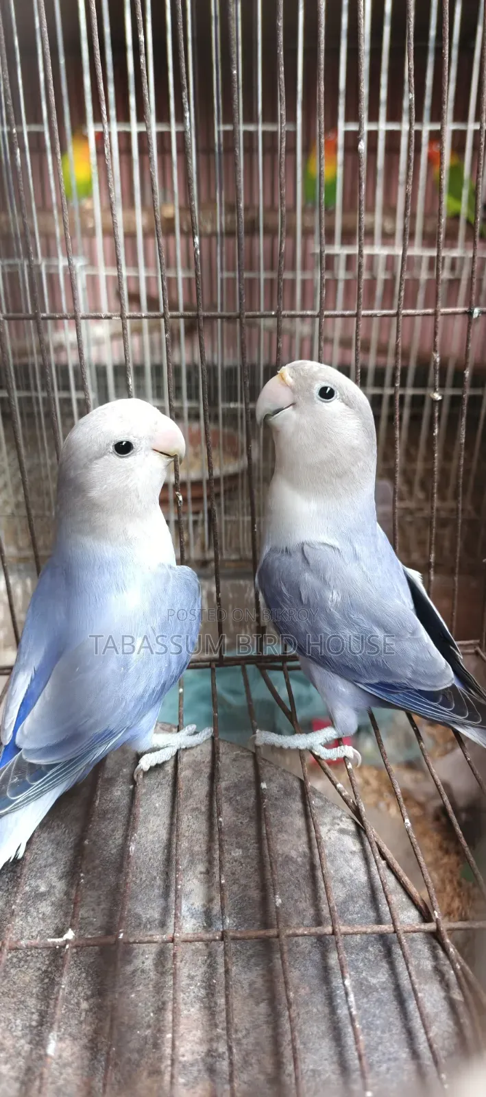 লাভ বার্ড পাখি