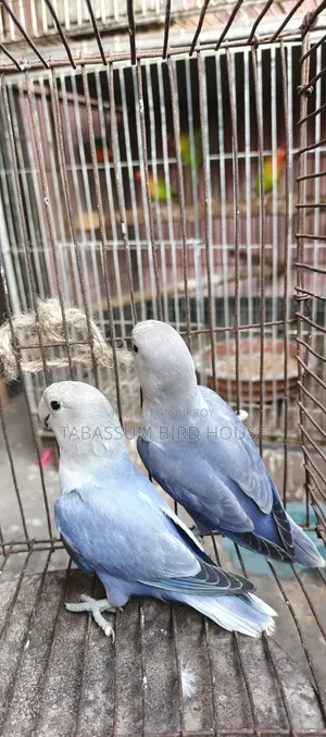 লাভ বার্ড পাখি