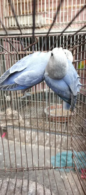 লাভ বার্ড পাখি