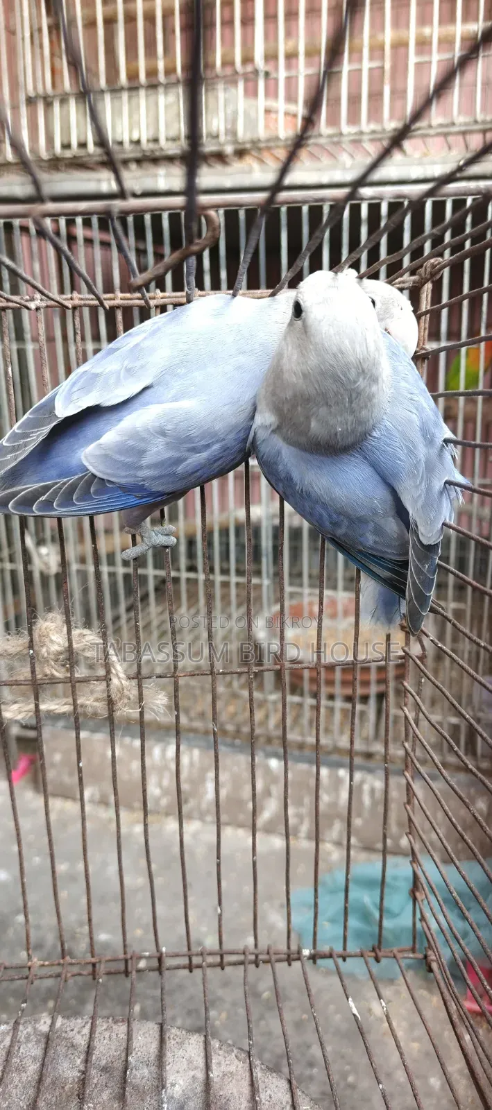 লাভ বার্ড পাখি