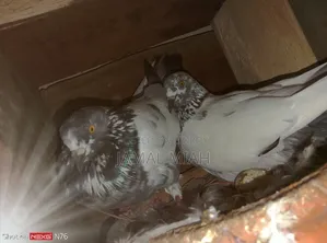 Healthy Giribaz pigeon. Fresh running pair, will lay eggs in a few days.