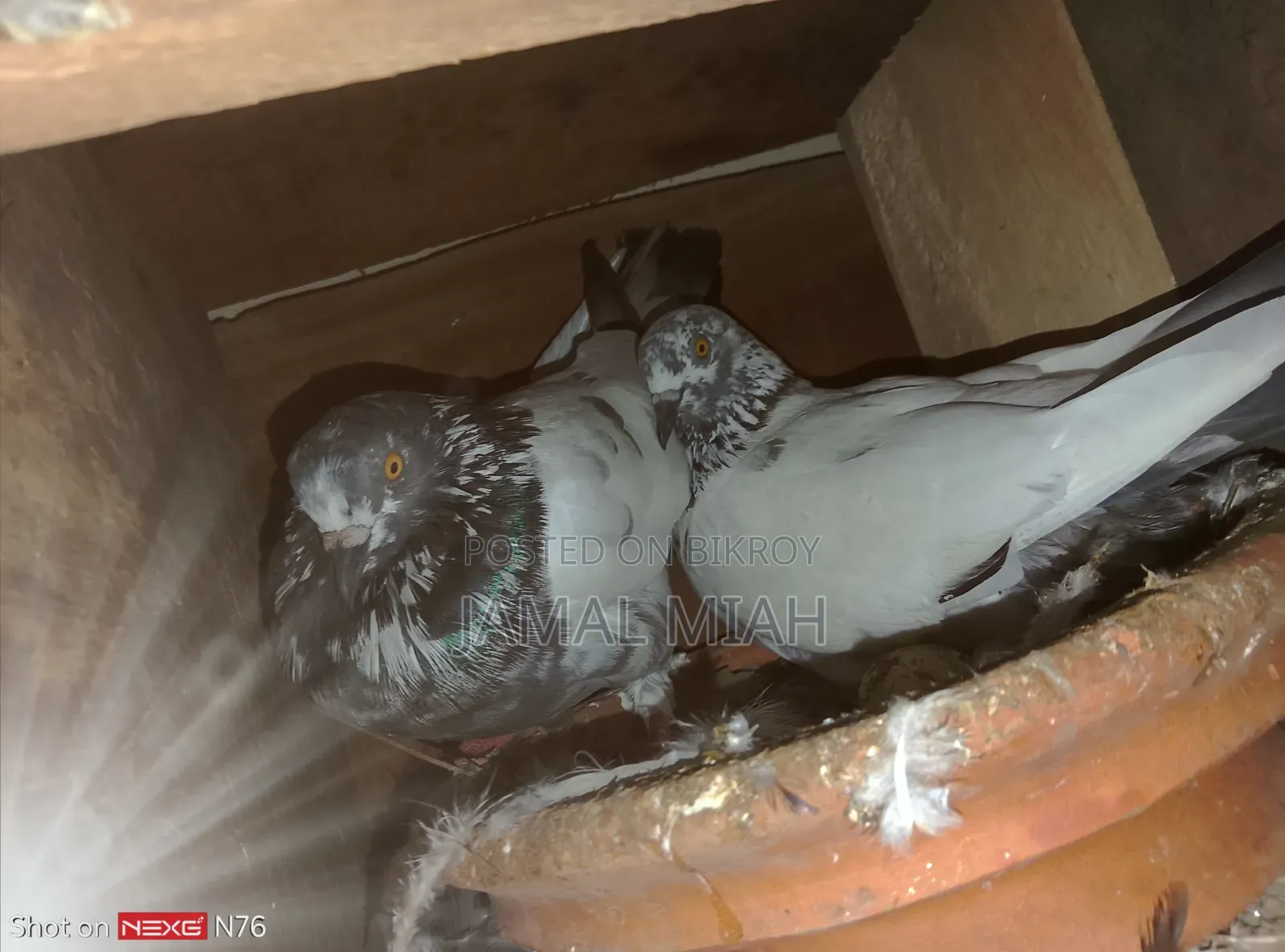 Healthy Giribaz pigeon. Fresh running pair, will lay eggs in a few days.