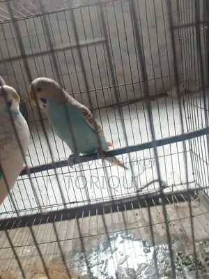 বাজরিগা পাখি জোড়া