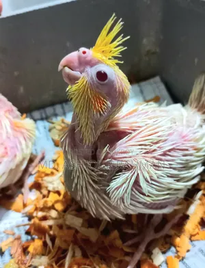 হ্যান্ড ফিড বেবি ফর সেল
