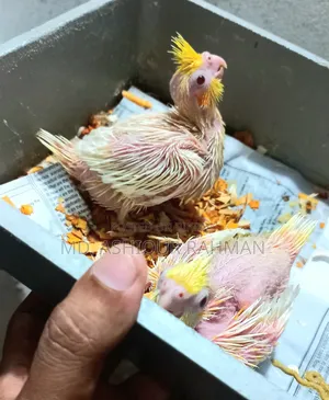 Hand Feed Baby for Sale