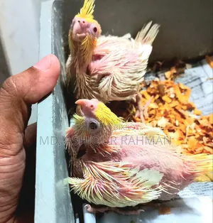 Hand Feed Baby for Sale
