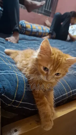 1-3 Months Female Purebred Persian