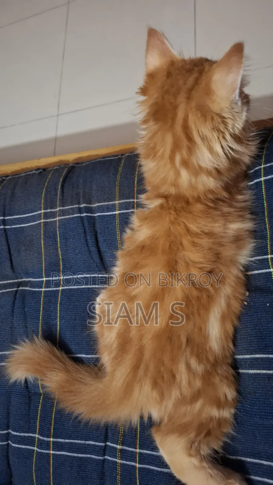 1-3 Months Female Purebred Persian