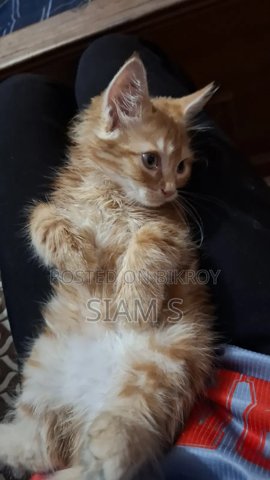 1-3 Months Female Purebred Persian