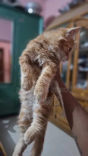 1-3 Months Female Purebred Persian