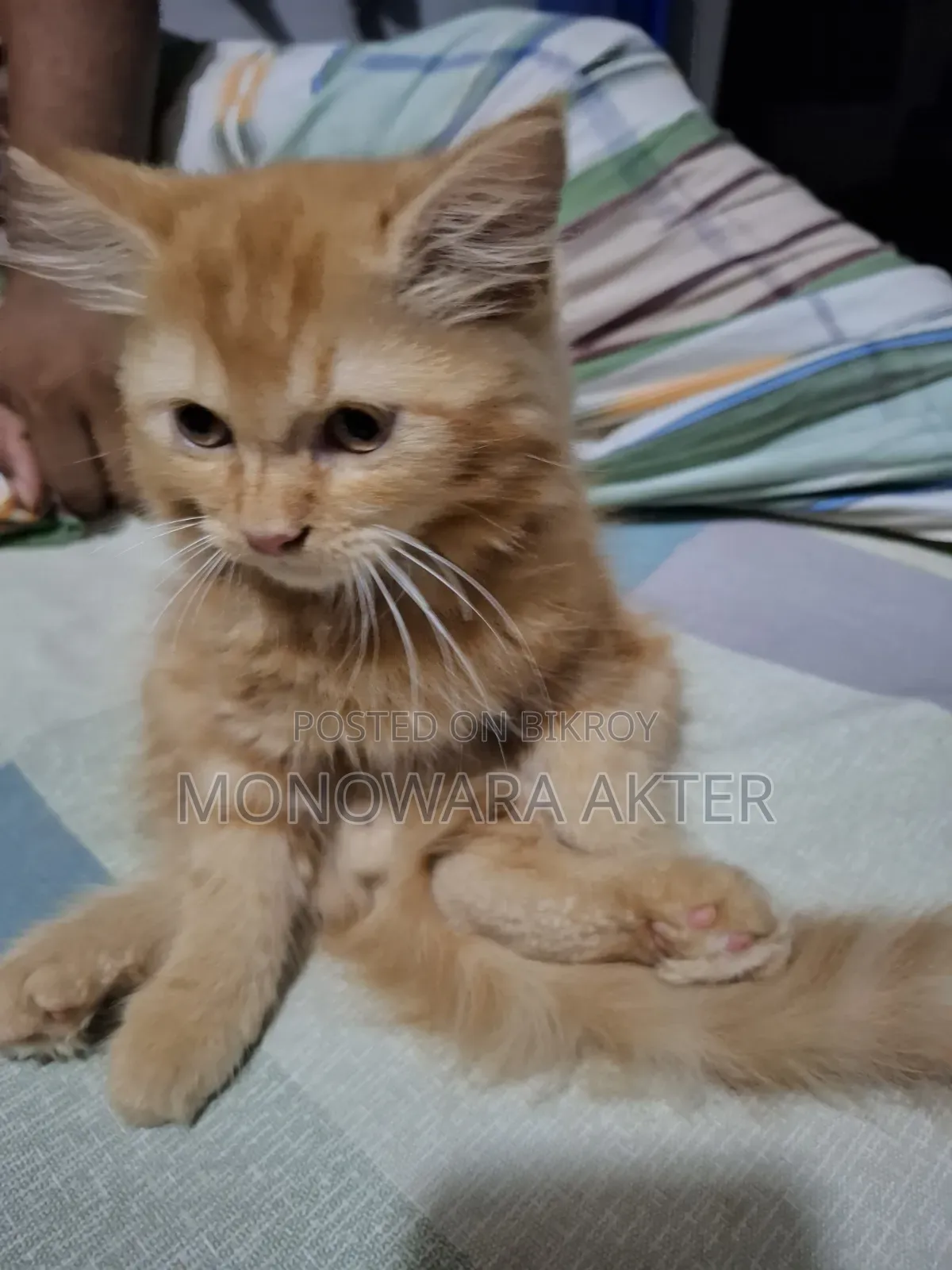 1-3 Months Male Purebred Persian