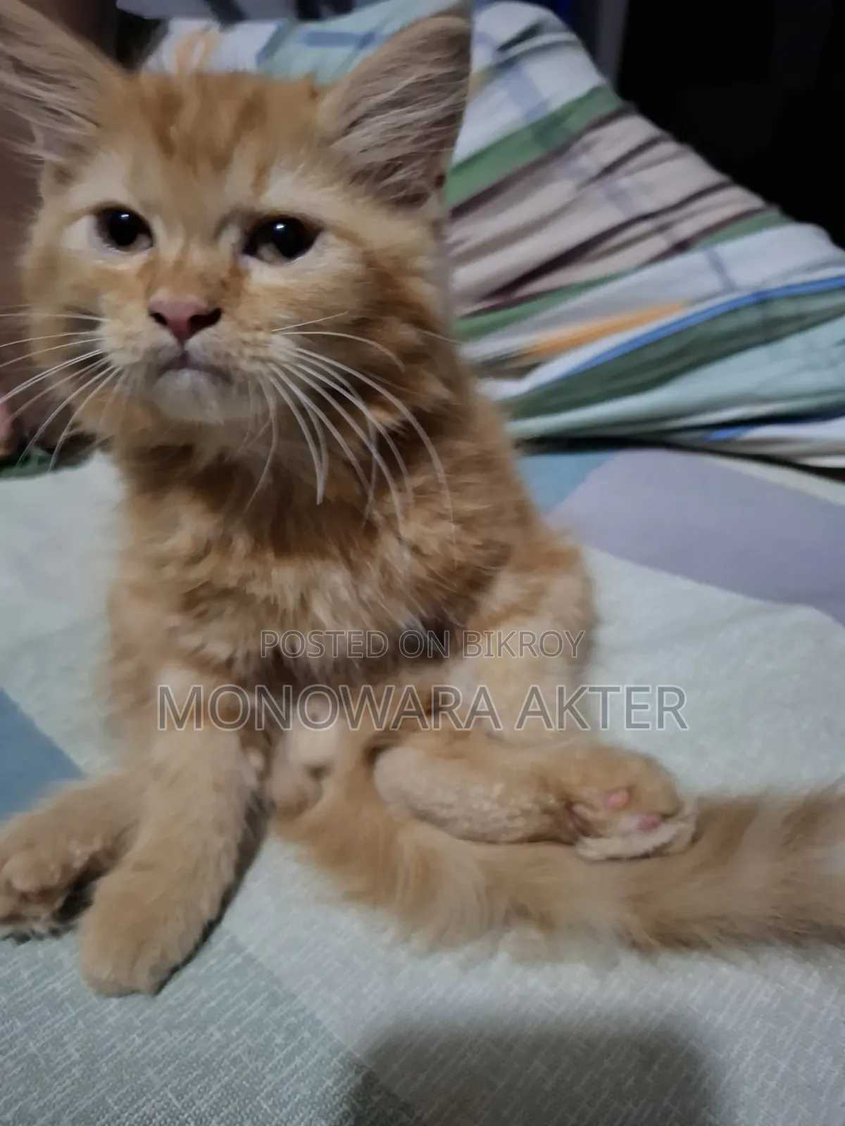 1-3 Months Male Purebred Persian