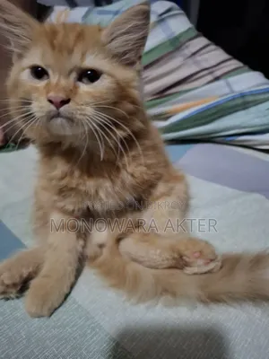 1-3 Months Male Purebred Persian