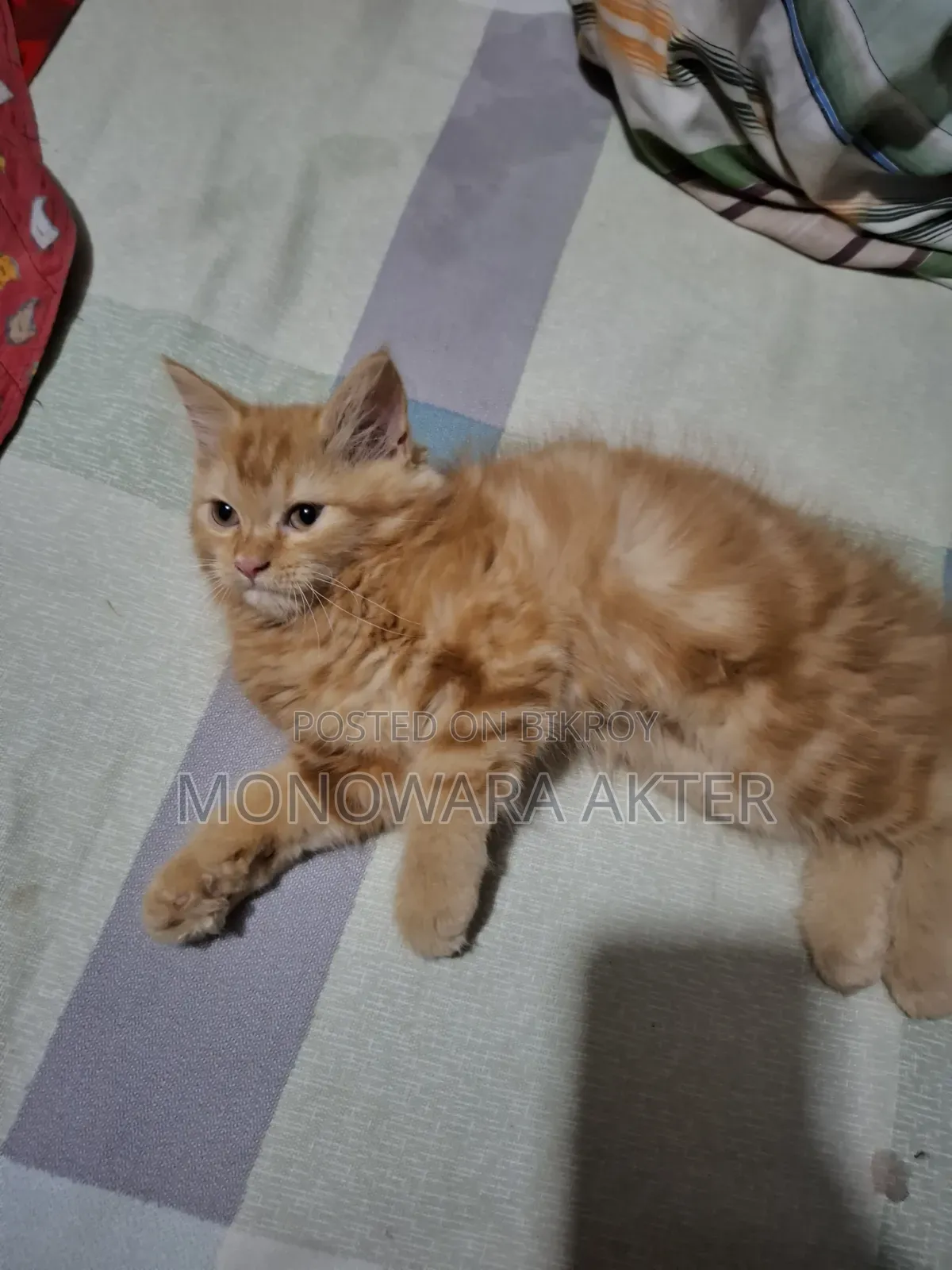 1-3 Months Male Purebred Persian