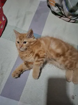 1-3 Months Male Purebred Persian