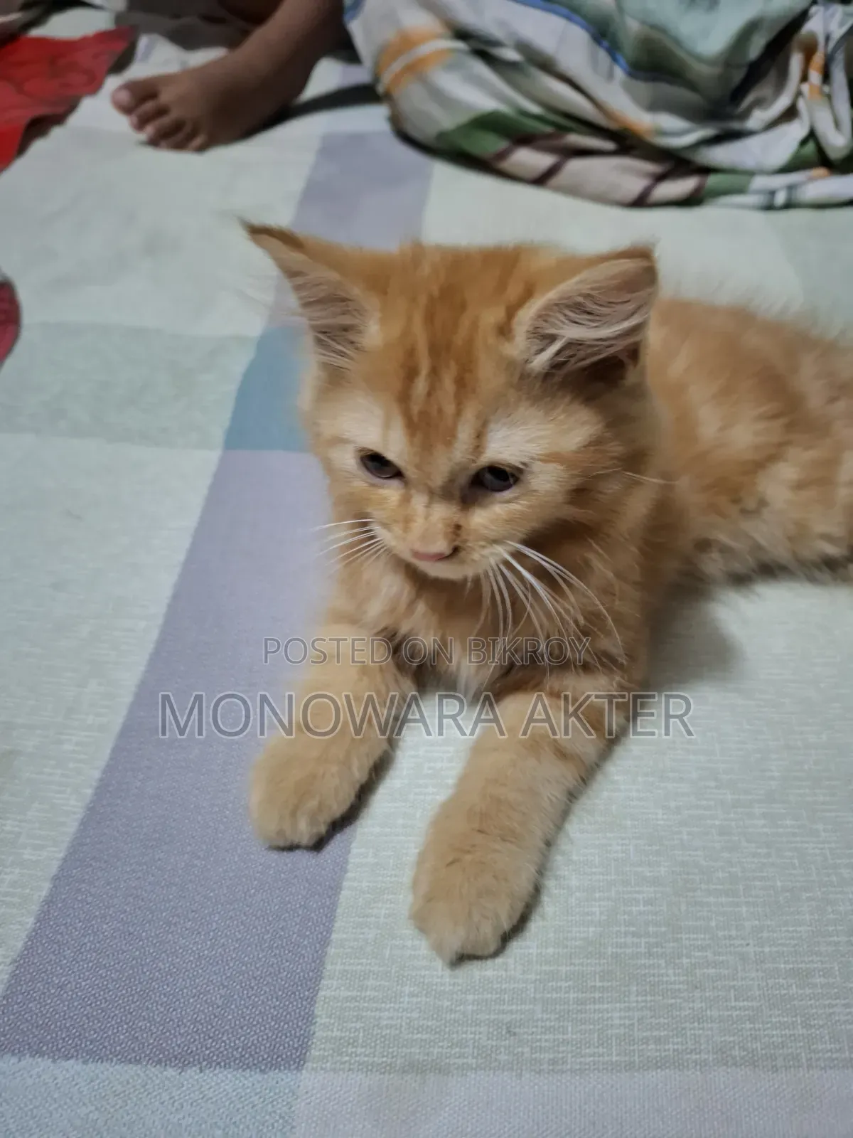 1-3 Months Male Purebred Persian