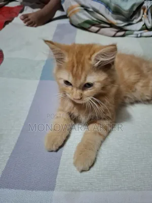 1-3 Months Male Purebred Persian