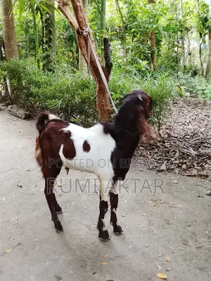 Two male goat kids for sale