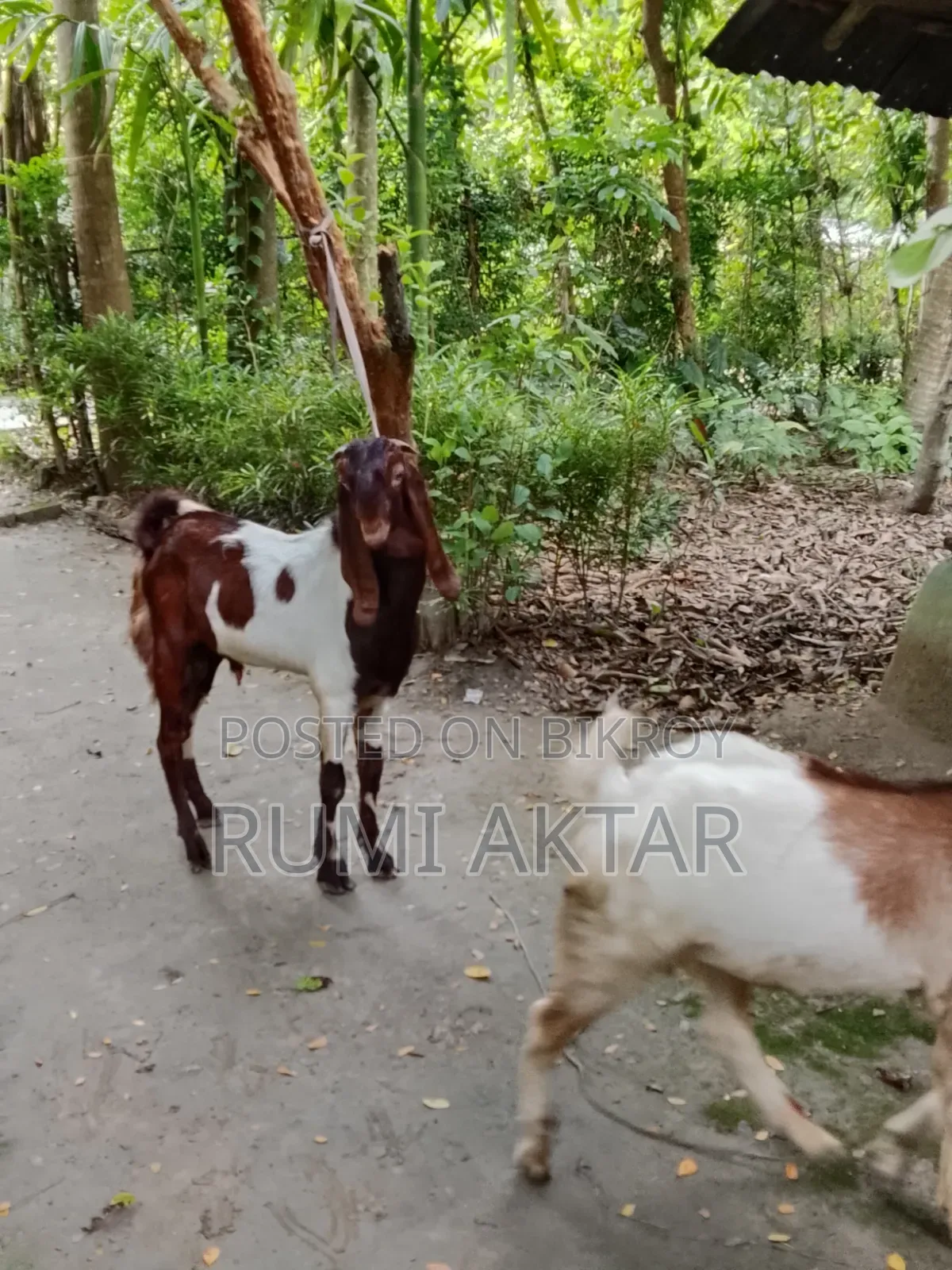 Two male goat kids for sale
