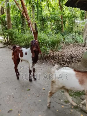 Two male goat kids for sale