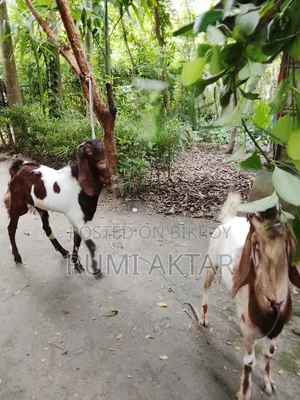 Two male goat kids for sale