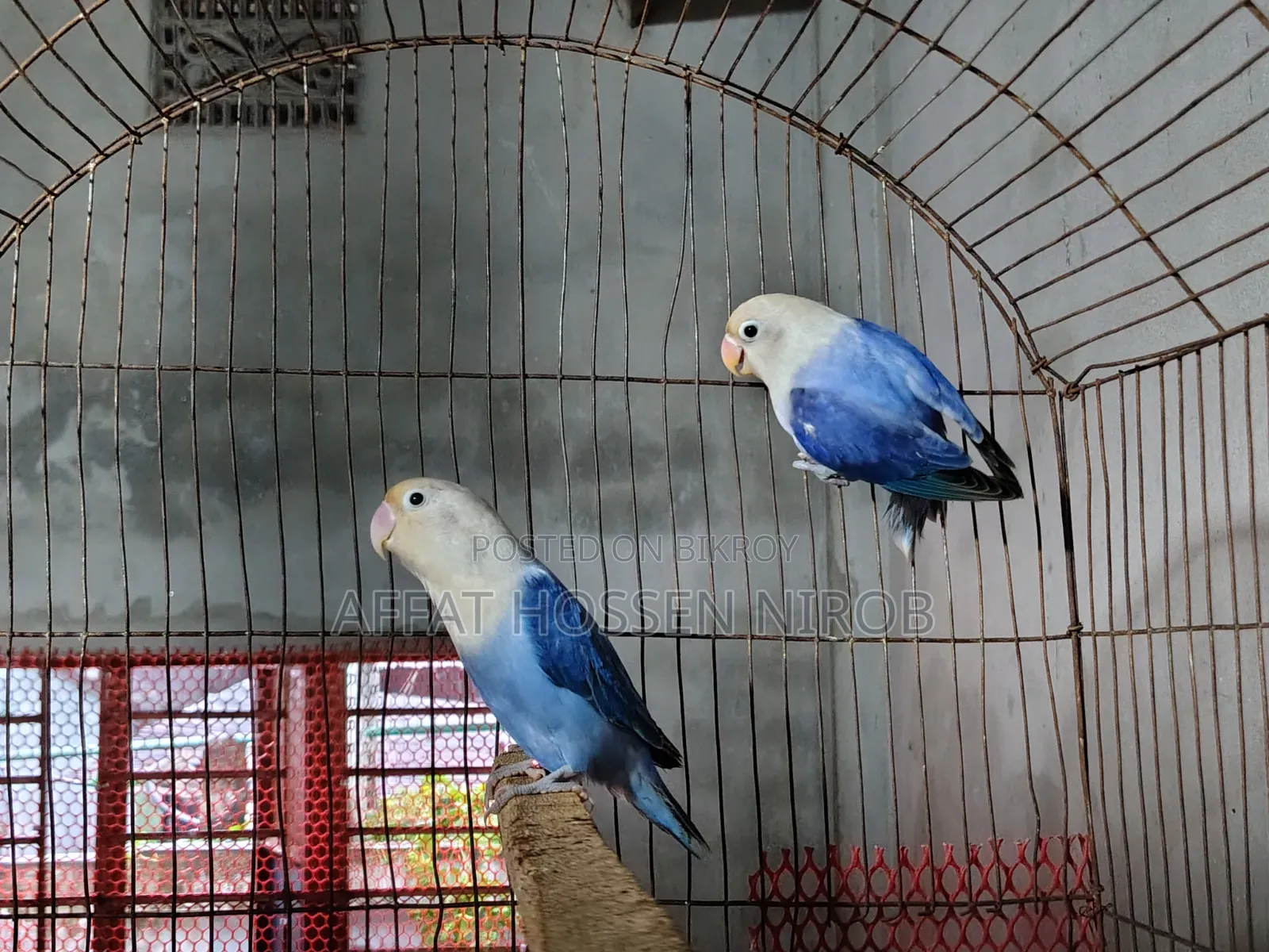 ভায়োলেট অপালিন, ব্লু অপালিন