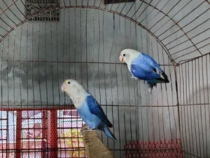 ভায়োলেট অপালিন, ব্লু অপালিন