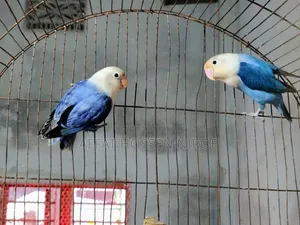ভায়োলেট অপালিন, ব্লু অপালিন