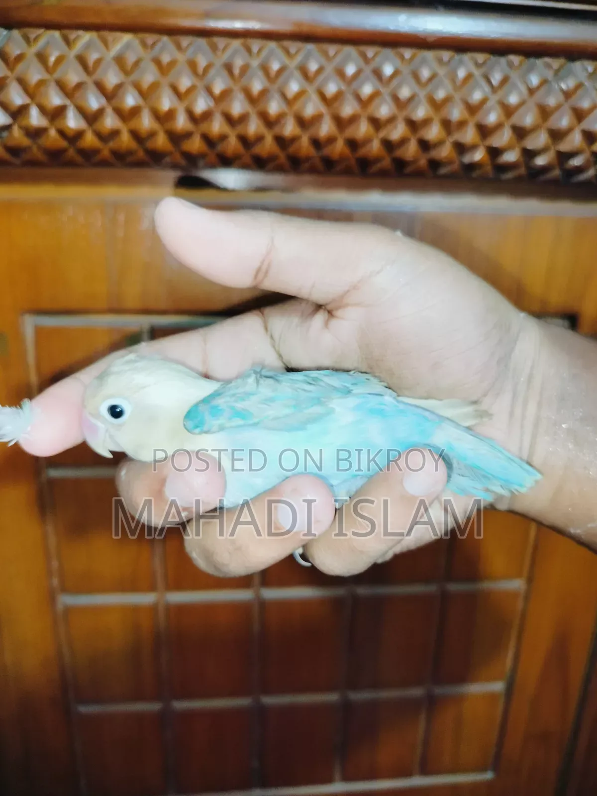 লাভ বার্ড বয়স ১.২ বছর