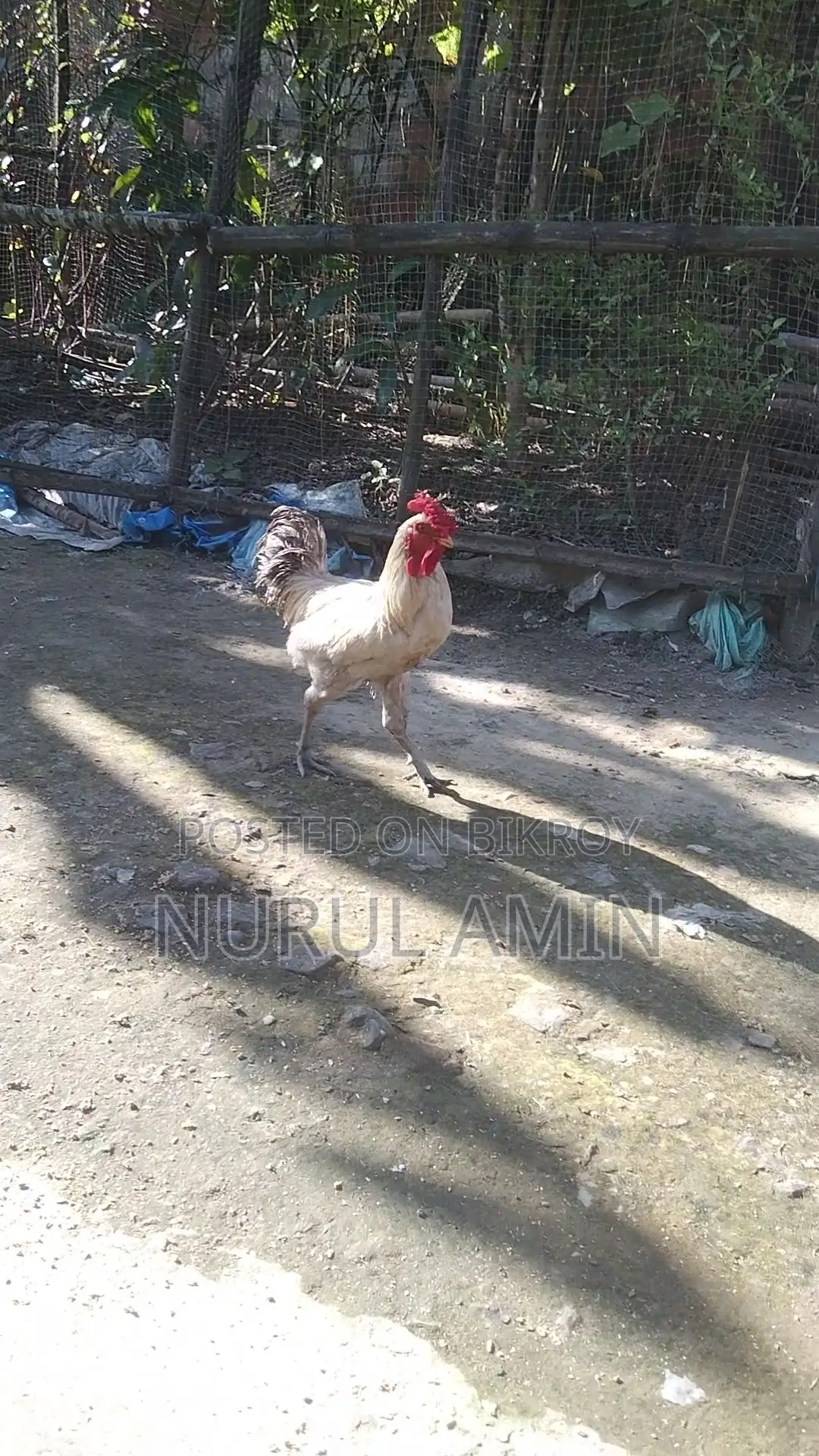 একটি দেশি মোরগ