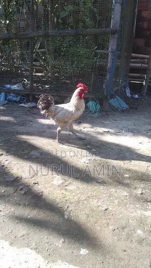 একটি দেশি মোরগ