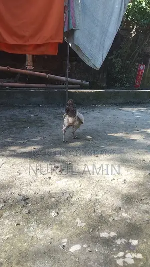 একটি দেশি মোরগ