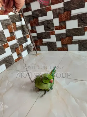 রিংনেক টিয়া
