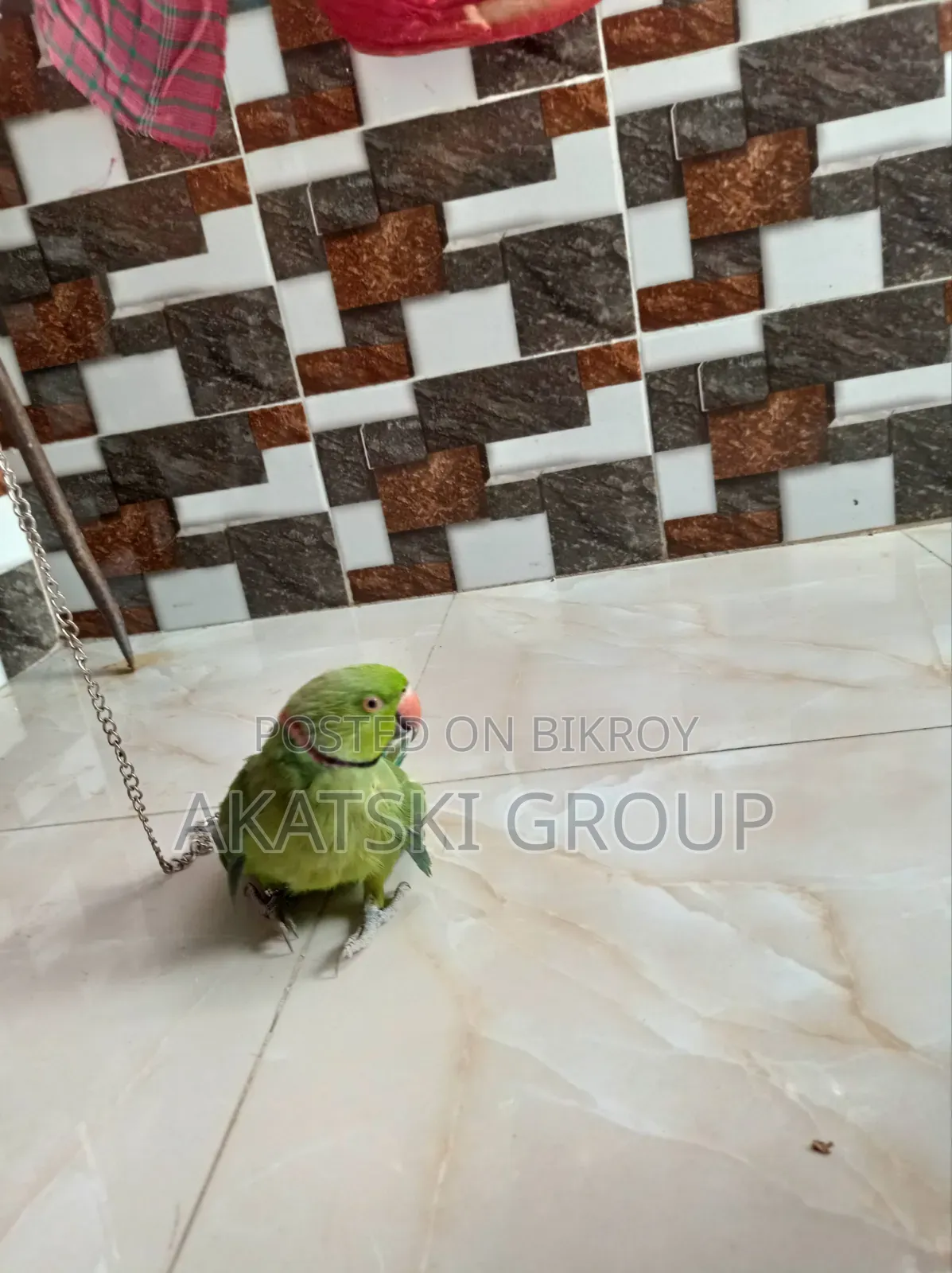 রিংনেক টিয়া