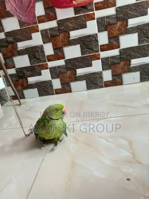 রিংনেক টিয়া