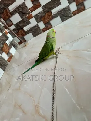 রিংনেক টিয়া
