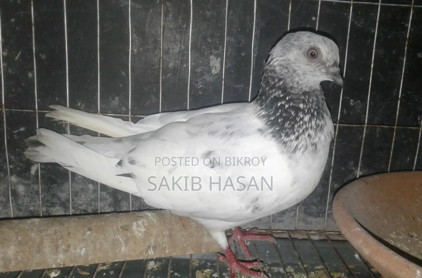 Giribaj Pigeon