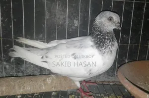 Giribaj Pigeon