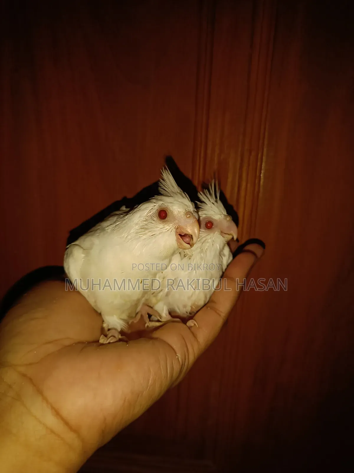 অ্যালবিনো রেড আই হ্যান্ডফিড বেবি