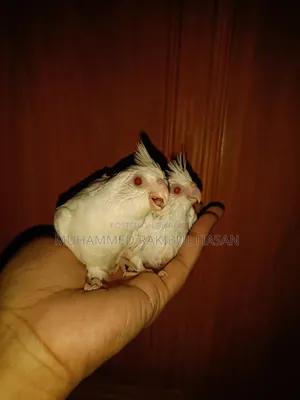 অ্যালবিনো রেড আই হ্যান্ডফিড বেবি