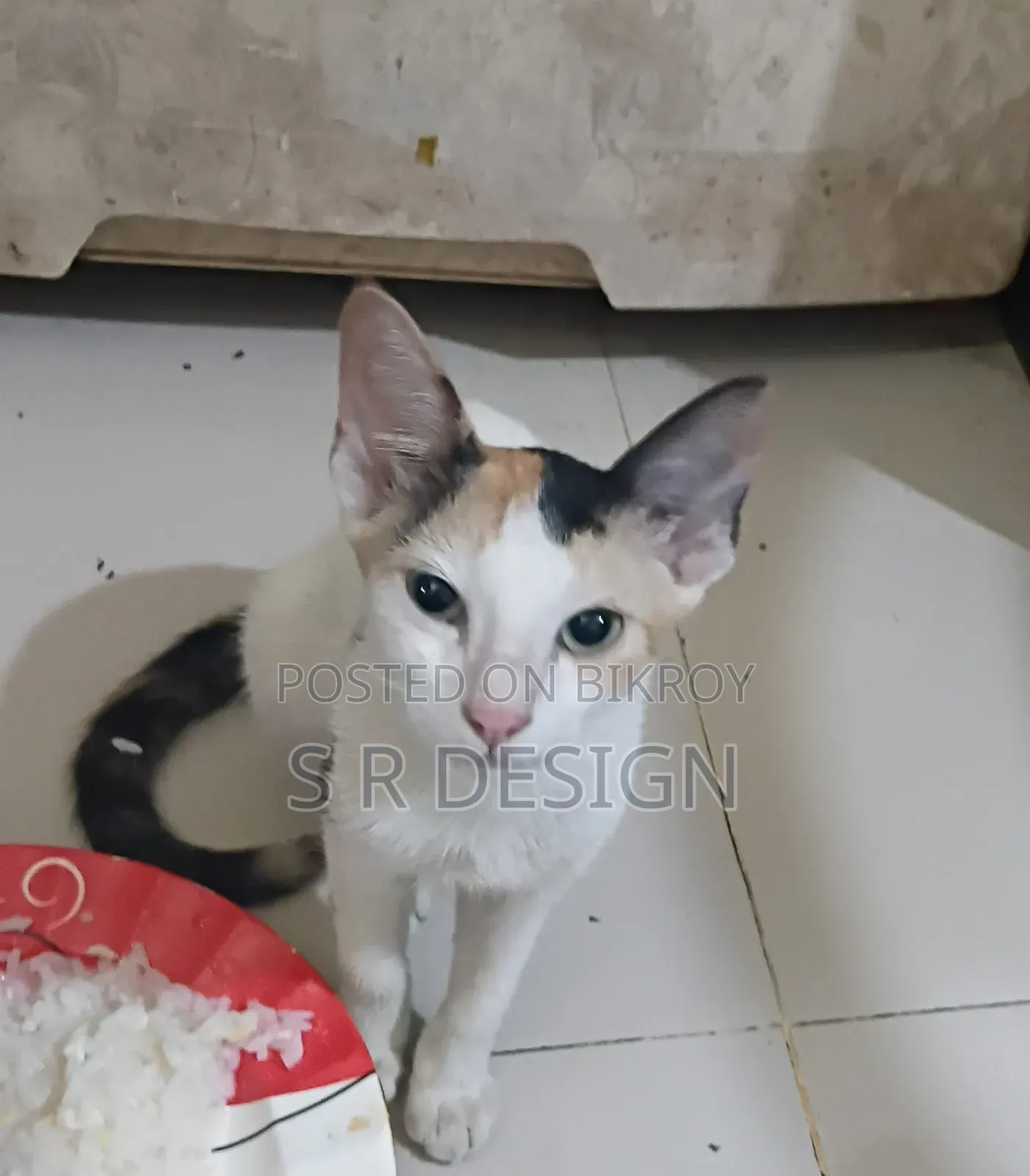 3-6 Months Female Mixed Breed Bengal