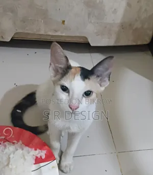৩-৬ মাসের ফিমেল মিক্সড ব্রিড বেঙ্গল