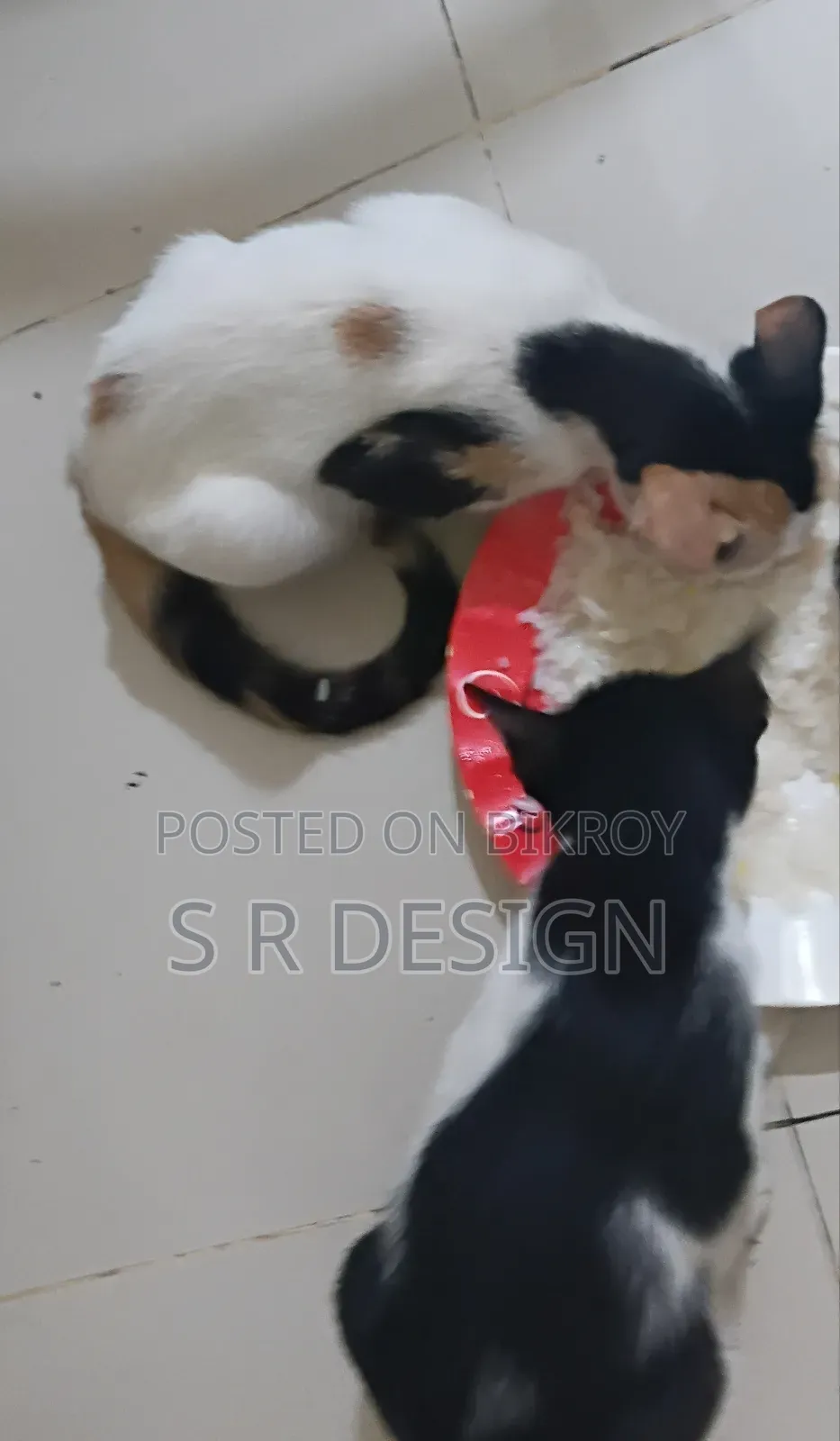 3-6 Months Female Mixed Breed Bengal