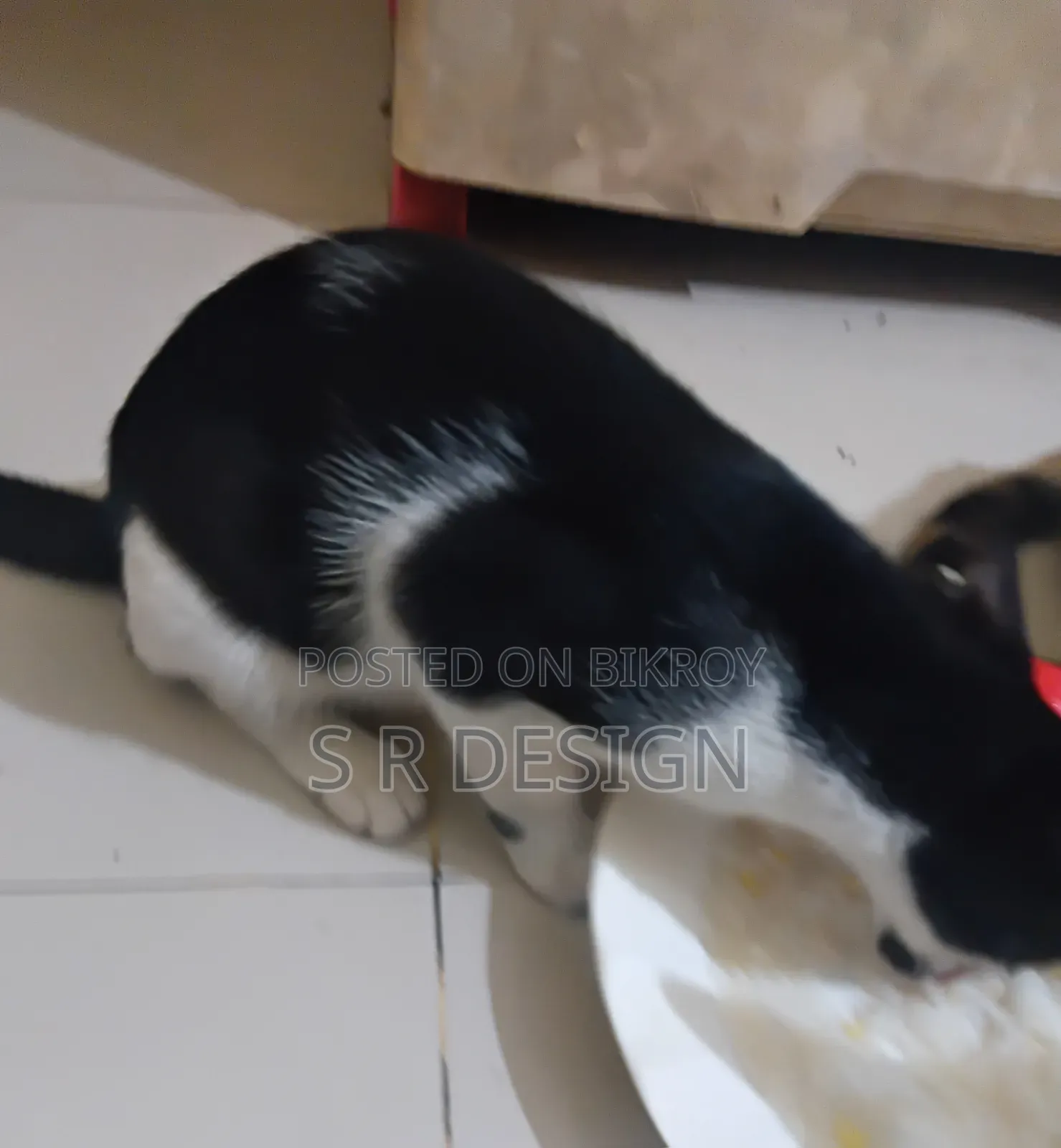 3-6 Months Female Mixed Breed Bengal